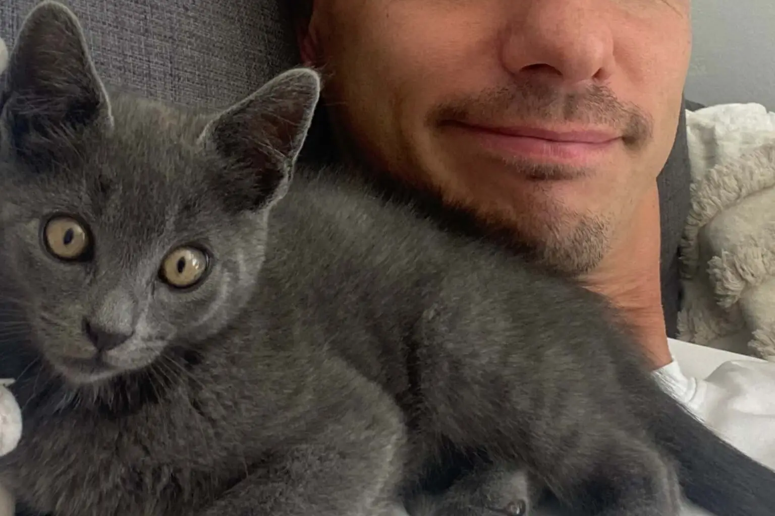 Photo HD d’un chaton gris câlinant son maître sur un canapé | Image lifestyle libre de droits